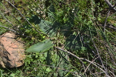 Eucomis regia