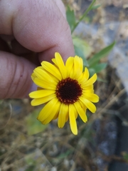 Calenduleae