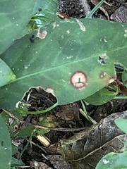 Septoria polygonorum