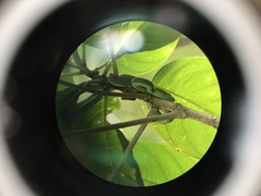 Bothriechis lateralis