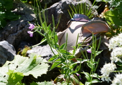 Epilobium alpestre