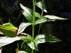 Epilobium alpestre