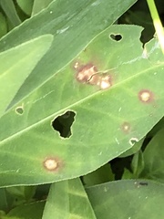 Septoria polygonorum
