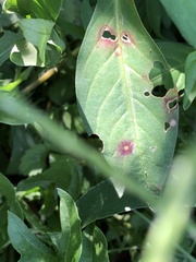Septoria polygonorum