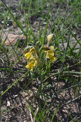 Gladiolus virescens