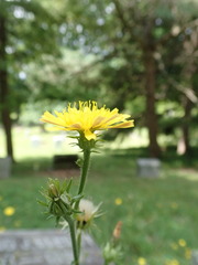 Picris hieracioides hieracioides