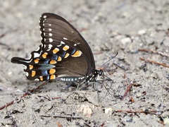 Papilio troilus image