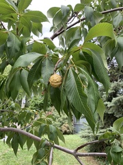 Aesculus