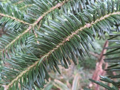 Abies firma
