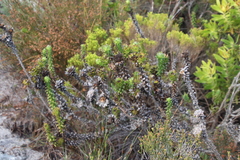 Oedera imbricata