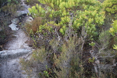 Oedera imbricata