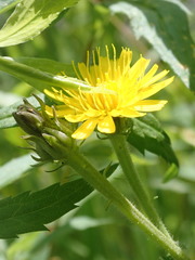 Picris hieracioides hieracioides
