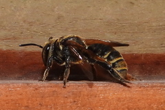 Ptilosarus