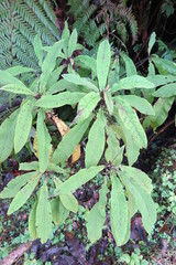 Brachyglottis hectorii