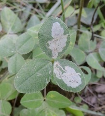 Liriomyza fricki