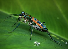 Cosmodela barmanica