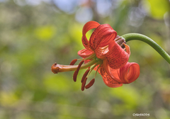 Lilium pomponium