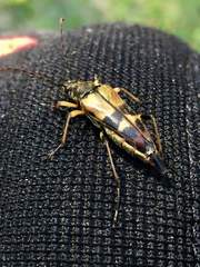 Etorofus obliteratus