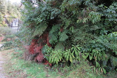 Brachyglottis hectorii