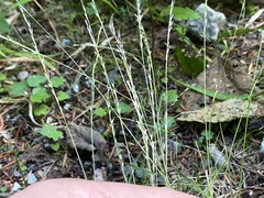 Deschampsia elongata