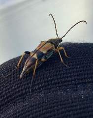 Etorofus obliteratus