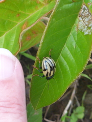 Leptinotarsa flavitarsis