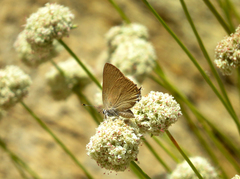 Satyrium auretorum