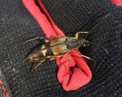 Etorofus obliteratus