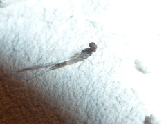 Callibaetis pretiosus