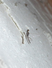Callibaetis pretiosus