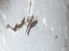 Callibaetis pretiosus