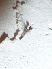 Callibaetis pretiosus