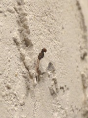 Callibaetis pretiosus