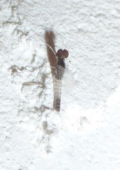 Callibaetis pretiosus