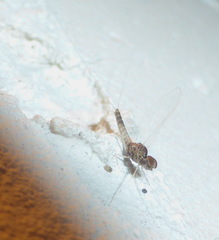 Callibaetis pretiosus