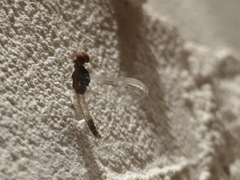 Callibaetis pretiosus