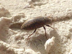 Epitragodes tomentosus