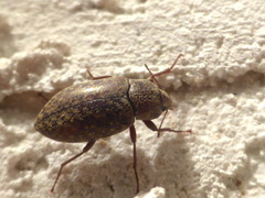 Epitragodes tomentosus