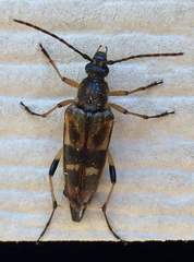 Etorofus obliteratus