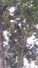 Sciurus granatensis