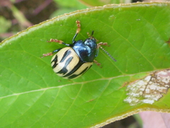 Leptinotarsa flavitarsis