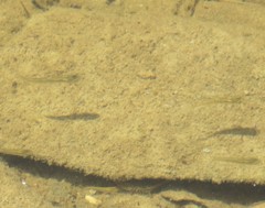 Fundulus diaphanus diaphanus