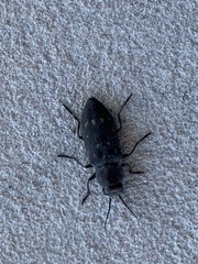 Melanophila consputa