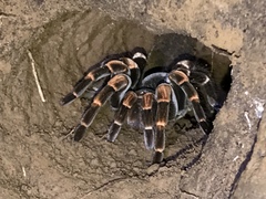 Megaphobema mesomelas