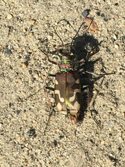 Cicindela decemnotata