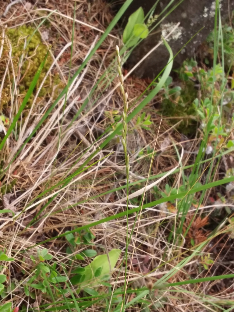 Sharp-pointed rice grass (Piptatherum pungens) (Grasses and Sedges of ...