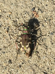 Cicindela decemnotata