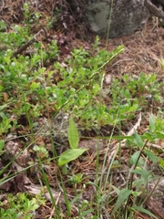 Piptatheropsis pungens