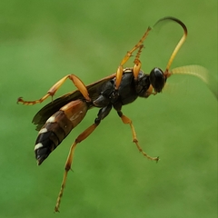Ichneumon ambulatorius