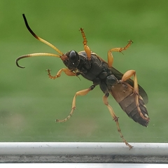 Ichneumon ambulatorius